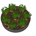 Strawberry Crops Growing in Circular Metal Container with Green Leaves and Red Berries