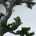 Pine Tree With Thick Trunk And Lush Green Needles Casting Clear Shadow