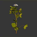 Green Leaf Plant with Yellow Accents and Blue Flower with Yellow Center