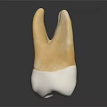 Detailed Human Tooth Model With Crown And Root Structure For Dental Education 3d model