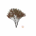 Pink Flowering Tree And Pink Flowers As Garden Ornamental Piece With Human Figure For Scale