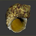 Colorful Sea Snail With Yellow Brown Textured Shell And Shiny Inner Chamber