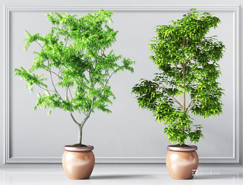 Two Green Leaf Bonsai Plants In Brown Pots Against White Background 3d model 