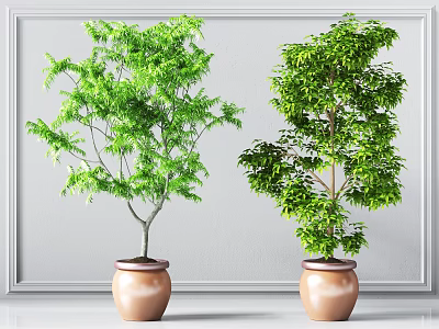 Two Green Leaf Bonsai Plants In Brown Pots Against White Background 3d model