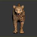 Leopard Model With Yellow Fur And Black Spots In Standing Pose On Dark Background
