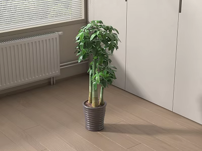 Indoor Potted Bonsai Plant With Green Leaves On Wooden Floor Near White Cabinets And Window 3d model