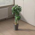 Indoor Potted Bonsai Plant With Green Leaves On Wooden Floor Near White Cabinets And Window
