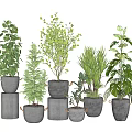 Various Bonsai Potted Plants With Lush Green Foliage In Black Grey Planters And Decorative Stands