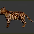 Elegant Bengal Cat With Brown and Black Spotted Coat Standing on Grey Background With Reflection