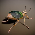 Green and Black Patterned Beetle With Brown Legs and Detailed Body