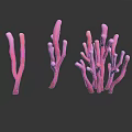Vibrant Pink Coral Like Branching Plants With Various Shapes And Structures