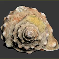 Orange White Spiral Conch Shell with Bumpy Texture Striped Interior Isolated on Dark Background 3d model