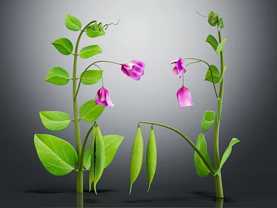 Fresh Pea Plant With Green Leaves Purple Flowers And Pea Pods 3d model