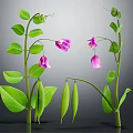 Fresh Pea Plant With Green Leaves Purple Flowers And Pea Pods