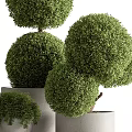 Ornamental Bonsai Plants with Spherical Lush Green Foliage in White Ceramic Pots
