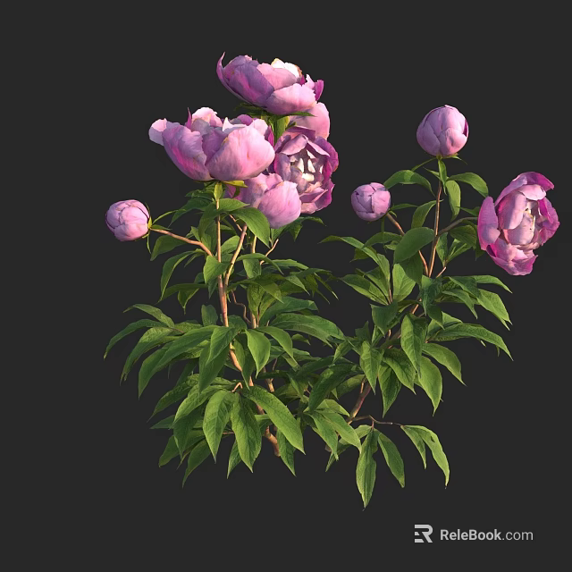 Gorgeous Pink Peonies With Blooming Flowers Buds And Fresh Green Leaves 3d model 