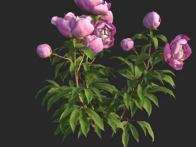 Gorgeous Pink Peonies With Blooming Flowers Buds And Fresh Green Leaves 3d model