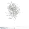 Bare Deciduous Tree Standing Against Clear Blue Sky With White Clouds