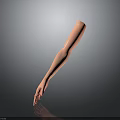 Detailed Human Arm Organ Model Displaying Skin Texture and Fine Hair Features