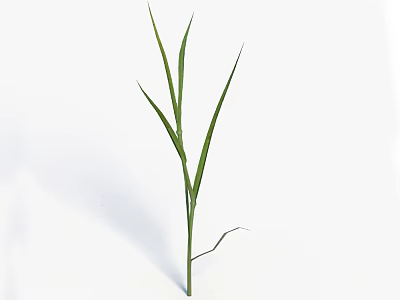 Single Stalk Green Grass with Long Slender Leaves on White Background 3d model