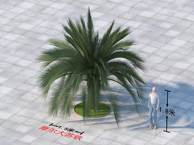 Moore's Cycad Tree 8 Meters Tall With Person Standing On Paved Ground 3d model