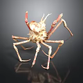 Giant Spider Crab With Long Legs Reddish Brown Spiky Exoskeleton On Black Background