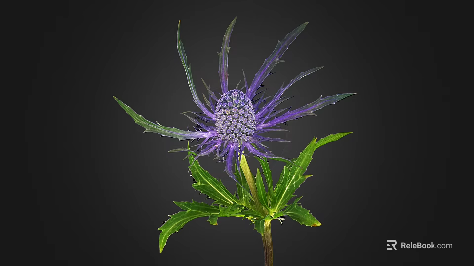 Eryngo Plant With Purple Spherical Flowers And Spiky Leaves On Black Background 3d model 