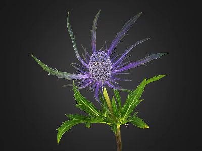 Eryngo Plant With Purple Spherical Flowers And Spiky Leaves On Black Background 3d model