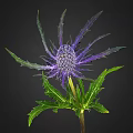 Eryngo Plant With Purple Spherical Flowers And Spiky Leaves On Black Background