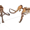 Advanced Medical Skeleton Model For Orthopedic Education And Research