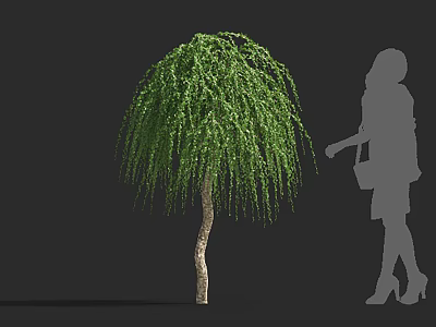 Tall Weeping Willow Tree With Lush Green Hanging Branches And Person Silhouette 3d model