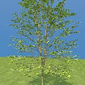 Modern Tree Osmanthus Tree 3d model