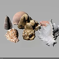 Marine Animal Seashells Collection Featuring Various Shapes Natural Patterns And Colorful Textures