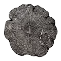 Natural Wooden Wall Decor Featuring Tree Stump Cross Section With Growth Rings