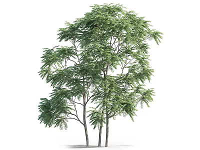 Two Arbor Trees With Lush Green Foliage And Slender Straight Trunks 3d model
