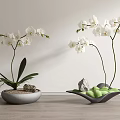 White Orchid Bonsai Potted Plants in Grey Bowl and Green Leaf Shaped Pots with Stones