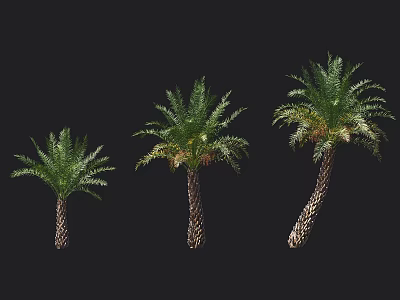 Three Different Sizes of Palm Trees Featuring Lush Green Fronds And Textured Trunks 3d model