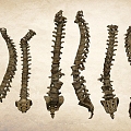 Spinal skeleton dragon vein 3d model