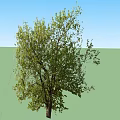 Tall Arbor Tree With Lush Green Foliage And Thick Trunk In Outdoor Area