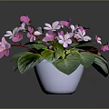 Fresh Potted Plant With Pink And White Flowers And Green Leaves