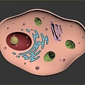 eukaryotic cell cross section cell cell structure cell tissue anatomy organ human organ 3d model