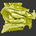 Detailed Anatomical Model of Human Organ Showing Nasal Hair and Cavity Structure