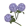 Fresh Purple Hydrangea Flowers in Transparent Vase with Green Leaves