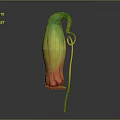 Distinctive Colorful Plant Featuring Green Yellow Red Gradient Curved Structure And Long Stem