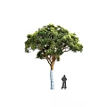 Different Arbor Tree Species with Varied Foliage and Human Scale Reference 3d model