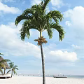 Tall Palm Tree With Large Green Fronds Slender Trunk Red Blooms Blue Sky White Clouds