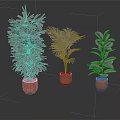 Three Potted Indoor Plants With Orange Clay Pots Against Dark Reflective Background
