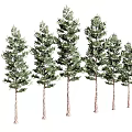 Tall Evergreen Arbor Trees With Lush Green Foliage And Brown Trunks