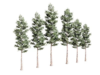 Tall Evergreen Arbor Trees With Lush Green Foliage And Brown Trunks 3d model