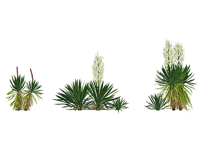 Modern plant yucca 3d model